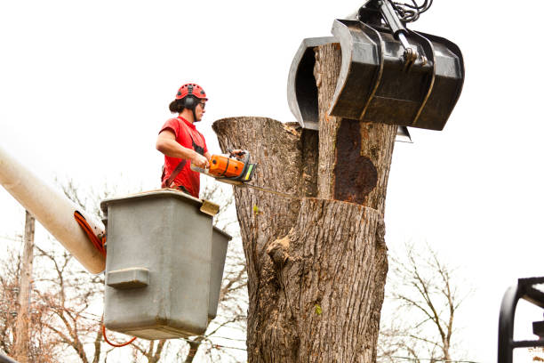 Best Fruit Tree Pruning  in Tunica, MS